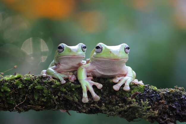 Przysadzista żaba litoria caerulea na zielonych liściach przysadzista żaba na gałęzi