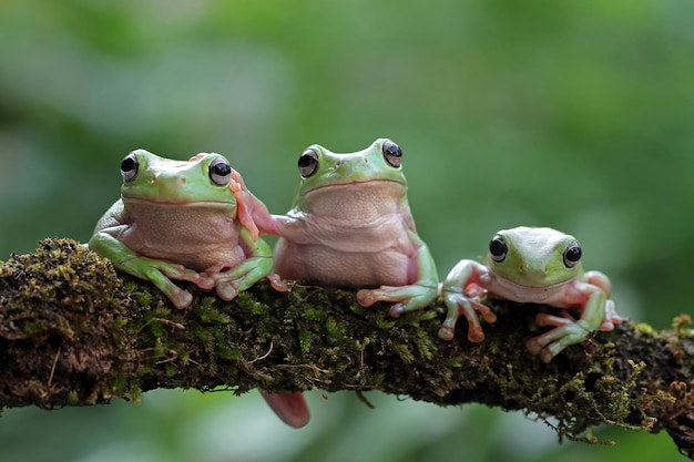 Przysadzista żaba litoria caerulea na zielonych liściach przysadzista żaba na gałęzi