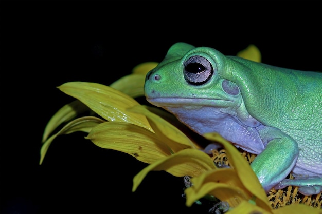 Bezpłatne zdjęcie przysadzista żaba litoria caerulea na zielonych liściach przysadzista żaba na kwiatku żaba drzewna na gałęzi płaz zbliżenie