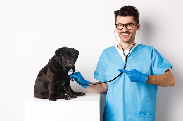 Przystojny lekarz weterynarii w klinice weterynaryjnej badając ładny czarny mops pies, wskazując palcem na zwierzę podczas sprawdzania stetoskopem, białe tło.