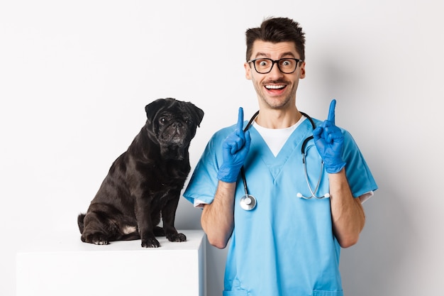 Przystojny młody lekarz w klinice weterynaryjnej wskazujący palec w górę i uśmiechnięty pod wrażeniem, stojący w pobliżu uroczego czarnego mopsa, białe tło