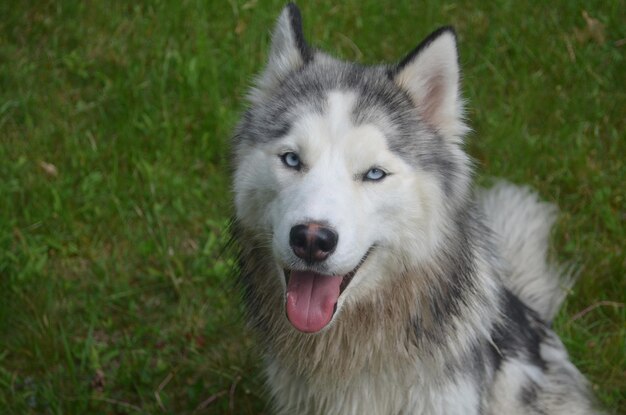 Przystojny pies husky syberyjski w trawie.