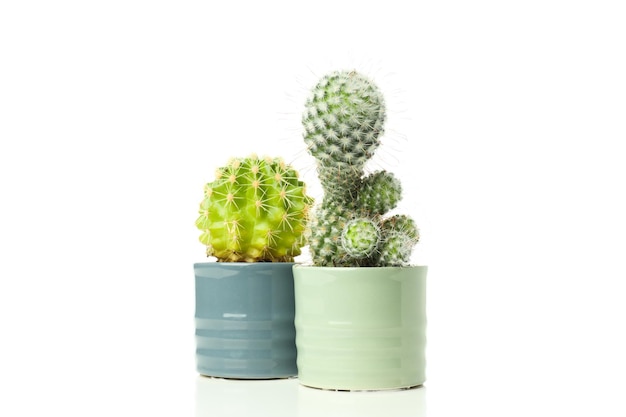 Bezpłatne zdjęcie przytulne hobby rosnące rośliny domowe kaktusy izolowane na białym tle