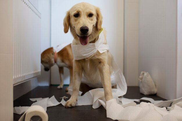 Psy robią bałagan papierowymi rolkami