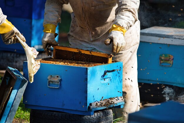 Pszczelarz zbierający miód w odzieży ochronnej