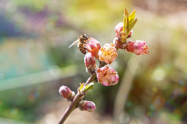 Pszczoła miodna zbierająca pyłek z kwitnących drzew brzoskwini.