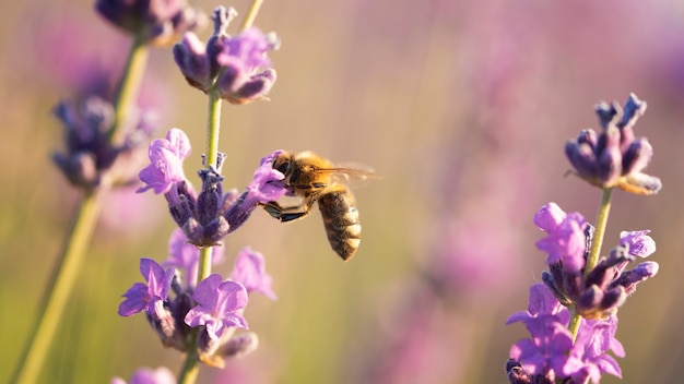 Pszczoła na pięknym kwiatku lawendy