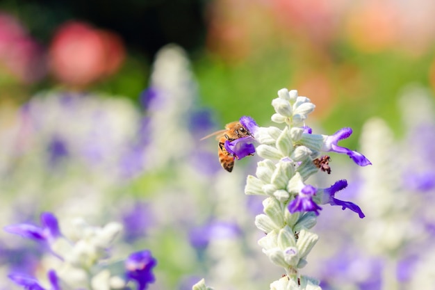 Pszczoła na Purpurowy kwiat