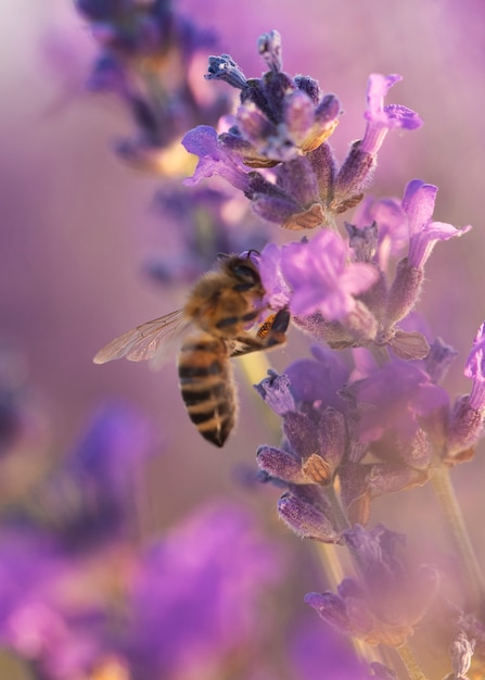 Pszczoła na roślinie lawendy pod wysokim kątem