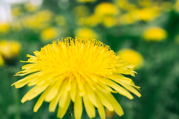 Pszczoła na żółtym dandelion kwiacie