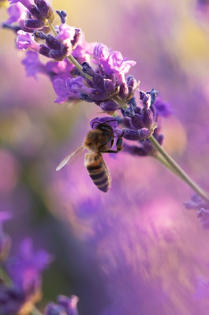 Pszczoła pod wysokim kątem w polu lawendy