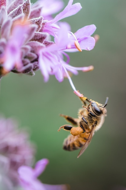 Pszczoła popijająca fioletową flaszkę