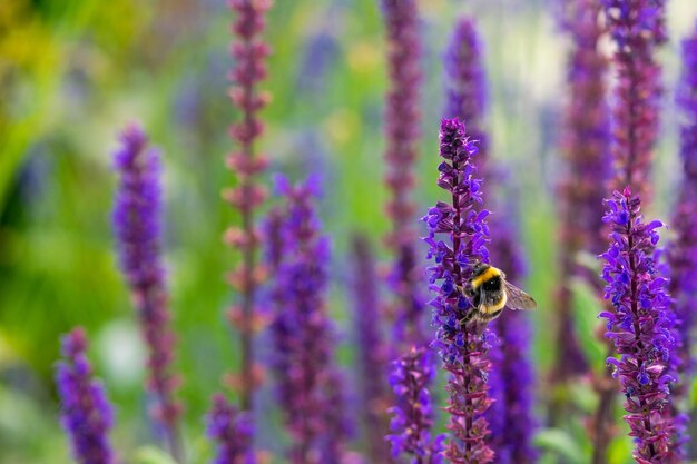 Pszczoła w pobliżu pięknych kwiatów lawendy na polu w ciągu dnia