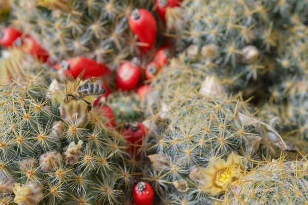 Pszczoła zapyla kwitnące sukulenty zbliżenie selektywne skupienie Kwiat kaktusa jako naturalne delikatne tło pomysł na pocztówkę lub tło początek wiosny