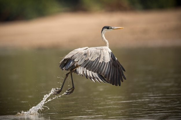 Bezpłatne zdjęcie ptak ameryki południowej w naturalnym środowisku