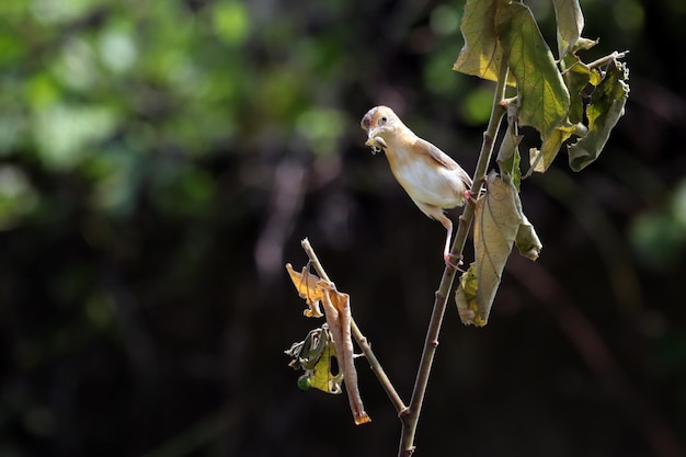 Ptak Cisticola exilis karmiący swoje pisklęta w klatce Mały ptak Cisticola exilis czekający na pokarm od matki Ptak Cisticola exilis na gałęzi