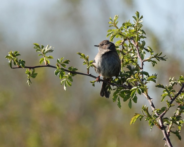 Ptak Dunnock spoglądający w dal, stojąc na wąskiej gałęzi drzewa
