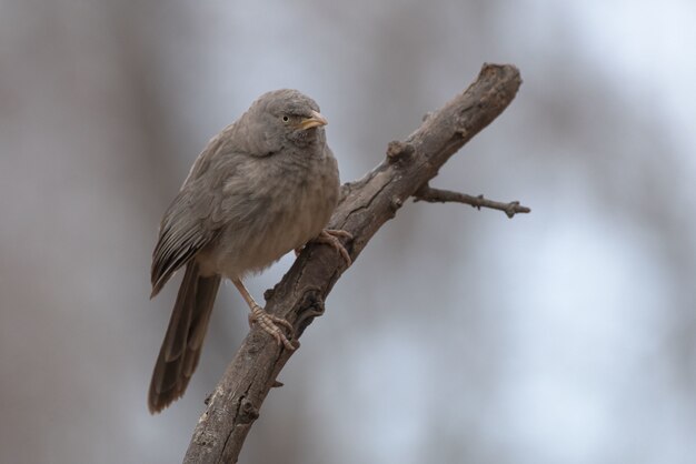 Ptak Jungle Babbler siedzący na gałęzi drzewa