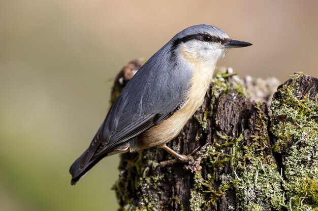 ptak Kowalik stojący na drewnie w lesie