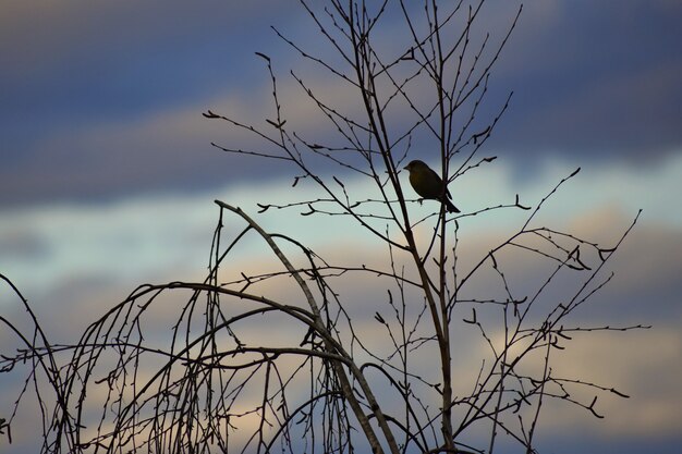 Ptak na drzewie. Zwierzę w naturze. Naturalne kolorowe tło.