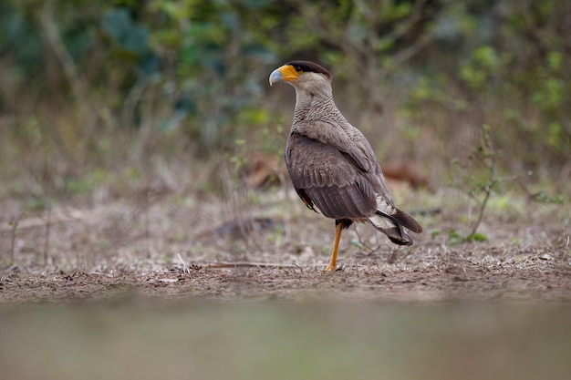 ptak pantanal w naturalnym środowisku