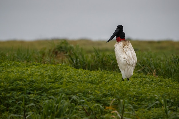 Bezpłatne zdjęcie ptak pantanal w naturalnym środowisku