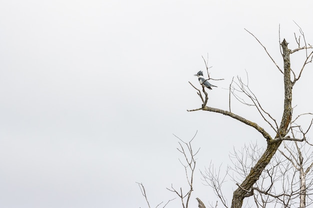 Ptak stojący na gałęzi drzewa pod pochmurnym niebem