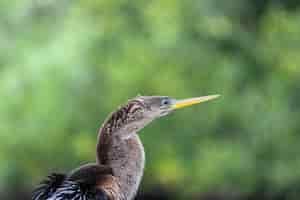 Bezpłatne zdjęcie ptak w everglades