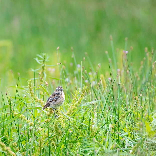 Ptak w polu trawy w słoneczny dzień