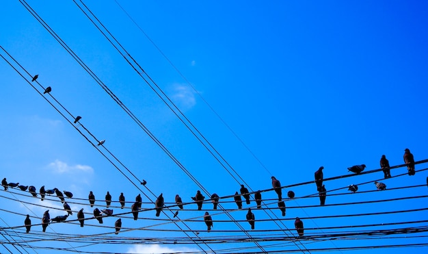 Ptaki na drucie błękitnym niebie