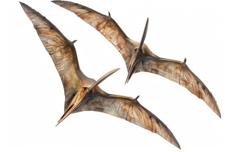 Bezpłatny plik Zdjęcie pterodactylus w przyrodzie