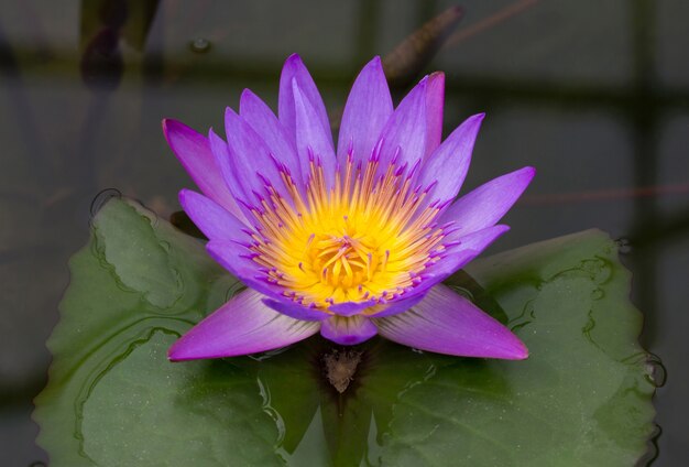 Purpurowy kwiat lotosu w stawie