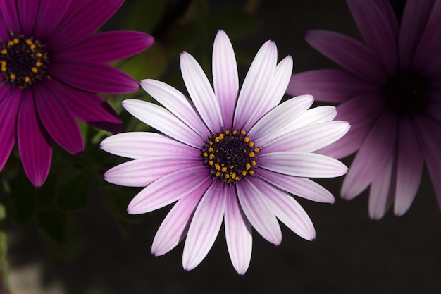 Purpurowy kwiat stokrotka Euryops