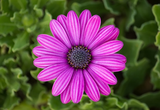 Purpurowy osteospermum daisy kwiat