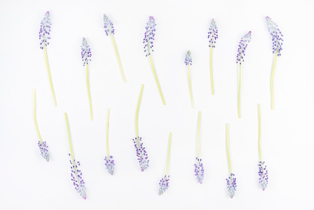 Bezpłatne zdjęcie purpurowy tusz do rzęs kwitnie na białym tle