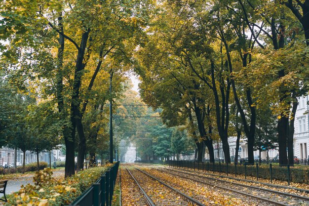 Pusta linia kolejowa otoczona zielonymi drzewami na ulicy