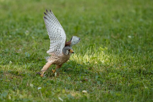 Pustułka zwyczajna. Falco tinnunculus małe ptaki drapieżne