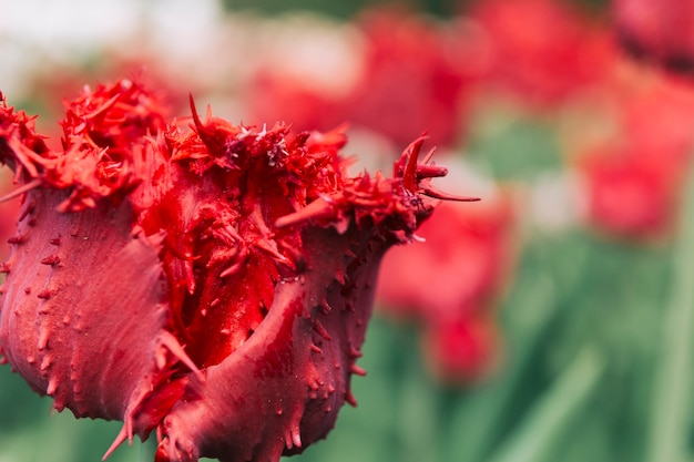 Puszysty czerwony tulipanowy kwiat