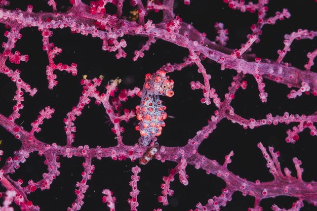 Pygmy seahorse o różowym kolorze