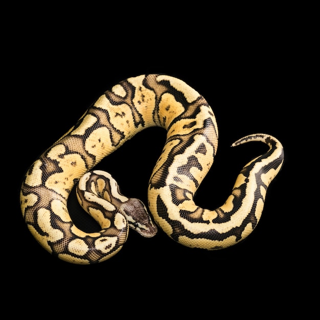 Python Ball Female. Firefly Morph or Mutation