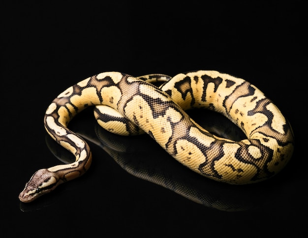 Bezpłatne zdjęcie python ball female