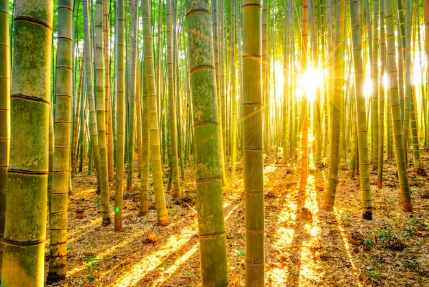 Bezpłatne zdjęcie rano rury fengshui klimatu jasne