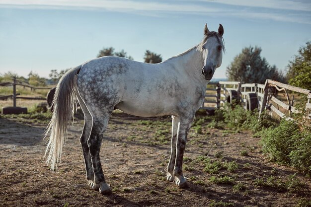 Rasowy koń w długopisie na zewnątrz. Widok z boku białego konia