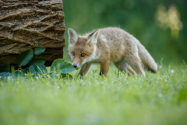 Red Fox Vulpes vulpes w europejskim lesie