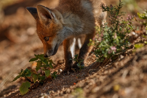 Bezpłatne zdjęcie red fox vulpes vulpes w europejskim lesie