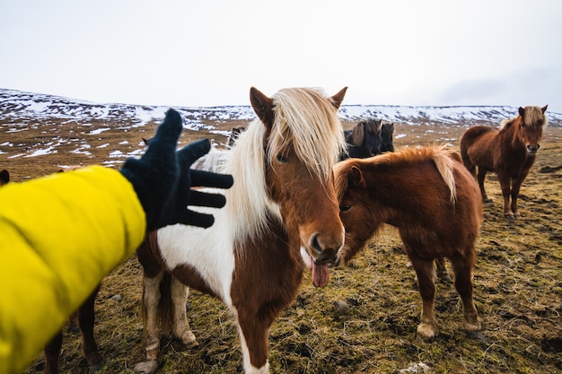 Ręka próbująca dotknąć kuca szetlandzkiego na polu porośniętym trawą i śniegiem na Islandii