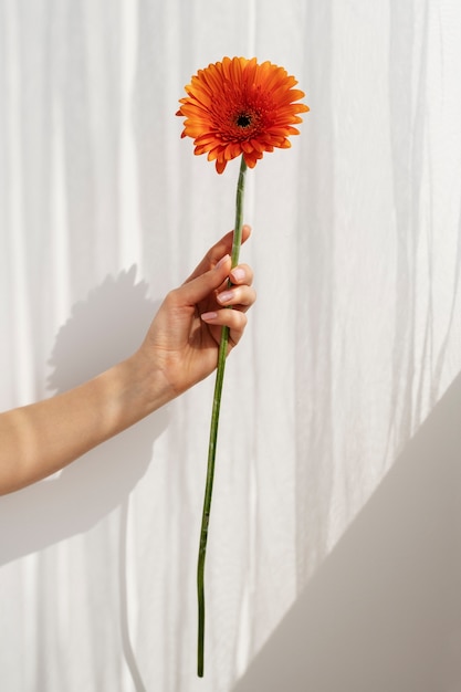 Bezpłatne zdjęcie ręka trzyma elegancki kwiat