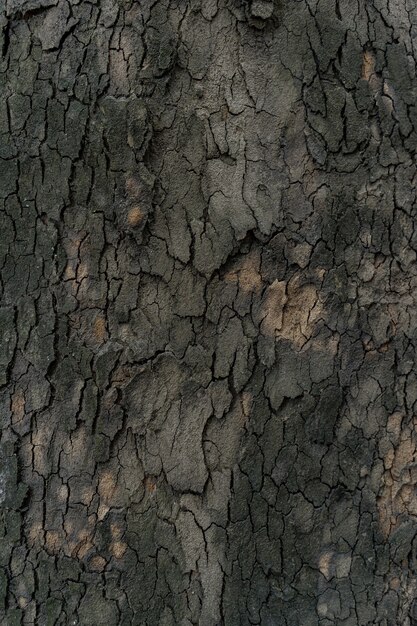 Relief tekstury ciemnej kory drzewa z bliska