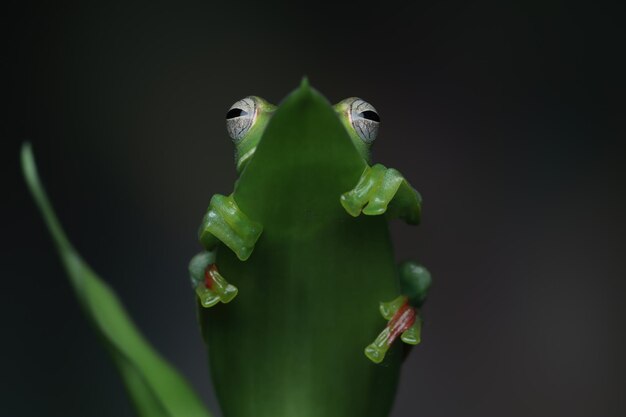 Rhacophorus dulitensis zbliżenie na zielonych liściach