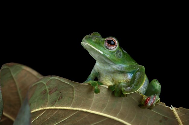 Rhacophorus dulitensis zbliżenie na zielonych liściach